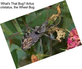 What\'s That Bug? Arilus cristatus, the Wheel Bug