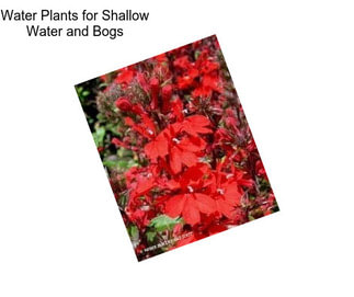 Water Plants for Shallow Water and Bogs