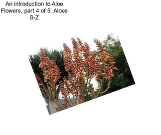 An introduction to Aloe Flowers, part 4 of 5: Aloes S-Z