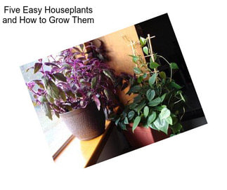 Five Easy Houseplants and How to Grow Them