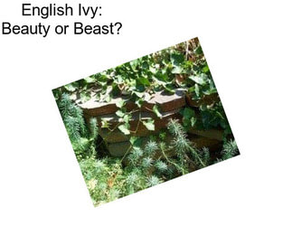 English Ivy: Beauty or Beast?