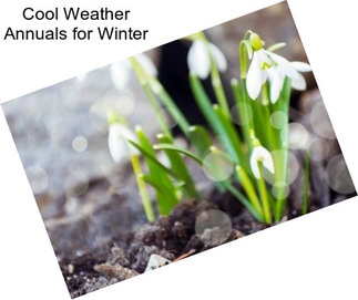 Cool Weather Annuals for Winter
