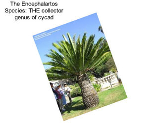 The Encephalartos Species: THE collector genus of cycad