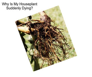 Why Is My Houseplant Suddenly Dying?