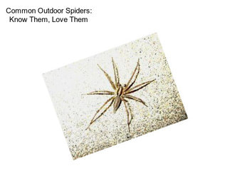 Common Outdoor Spiders: Know Them, Love Them
