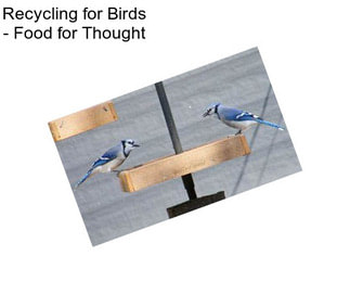 Recycling for Birds - Food for Thought