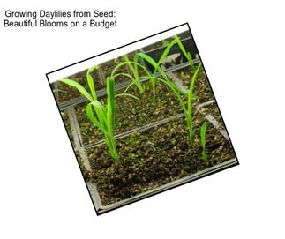 Growing Daylilies from Seed: Beautiful Blooms on a Budget