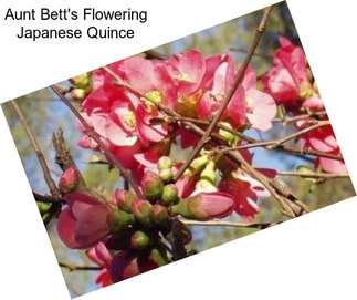 Aunt Bett\'s Flowering Japanese Quince