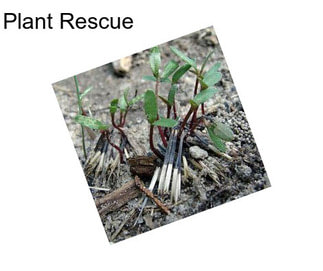 Plant Rescue