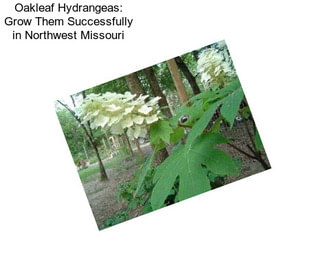 Oakleaf Hydrangeas: Grow Them Successfully in Northwest Missouri
