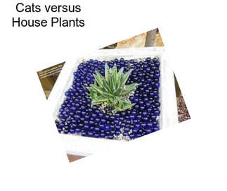 Cats versus House Plants