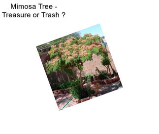 Mimosa Tree - Treasure or Trash ?