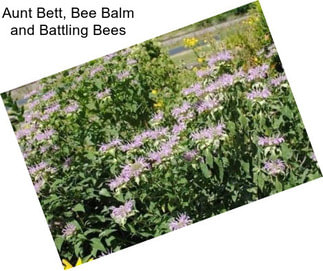 Aunt Bett, Bee Balm and Battling Bees