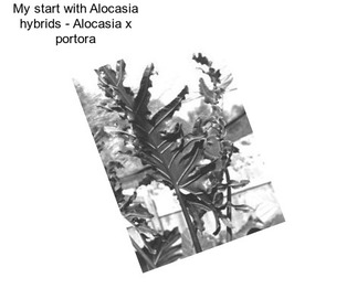 My start with Alocasia hybrids - Alocasia x portora