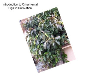 Introduction to Ornamental Figs in Cultivation
