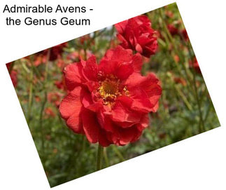 Admirable Avens - the Genus Geum
