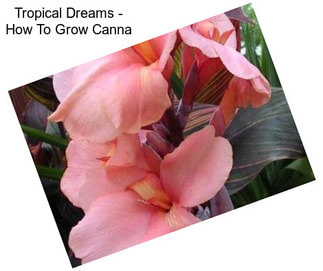 Tropical Dreams - How To Grow Canna
