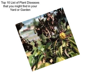 Top 10 List of Plant Diseases that you might find in your Yard or Garden