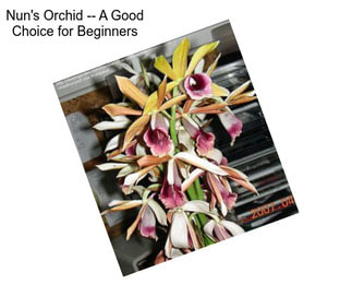 Nun\'s Orchid -- A Good Choice for Beginners