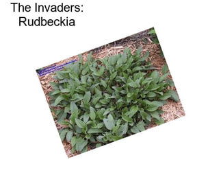 The Invaders: Rudbeckia