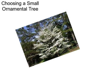 Choosing a Small Ornamental Tree