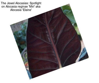 The Jewel Alocasias: Spotlight on Alocasia reginae \'Miri\' aka Alocasia \'Elaine\'