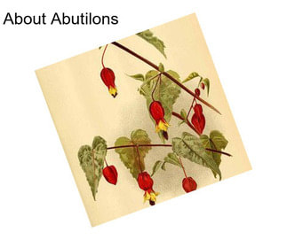 About Abutilons