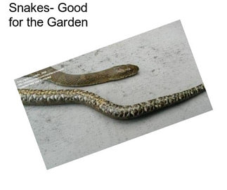 Snakes- Good for the Garden