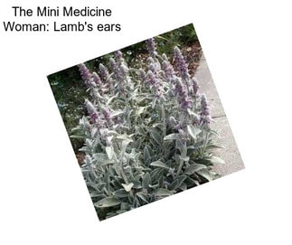 The Mini Medicine Woman: Lamb\'s ears