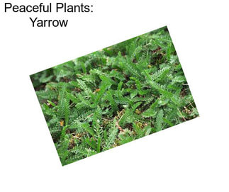 Peaceful Plants: Yarrow