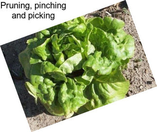 Pruning, pinching and picking