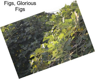 Figs, Glorious Figs
