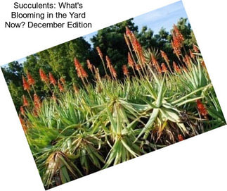 Succulents: What\'s Blooming in the Yard Now? December Edition