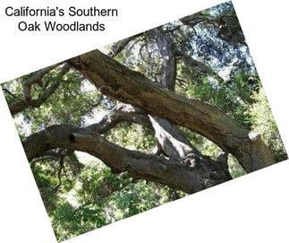 California\'s Southern Oak Woodlands