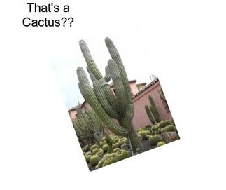 That\'s a Cactus??