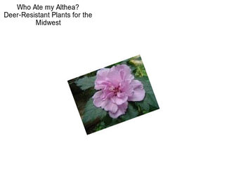 Who Ate my Althea? Deer-Resistant Plants for the Midwest