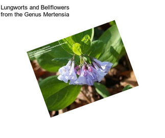 Lungworts and Bellflowers from the Genus Mertensia