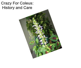 Crazy For Coleus: History and Care