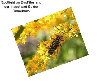 Spotlight on BugFiles and our Insect and Spider Resources