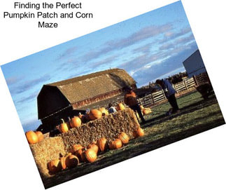 Finding the Perfect Pumpkin Patch and Corn Maze