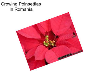 Growing Poinsettias In Romania