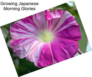 Growing Japanese Morning Glories
