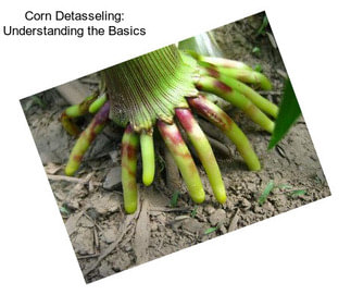 Corn Detasseling: Understanding the Basics