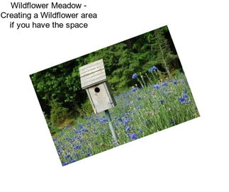 Wildflower Meadow - Creating a Wildflower area if you have the space