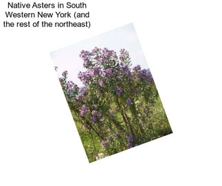 Native Asters in South Western New York (and the rest of the northeast)