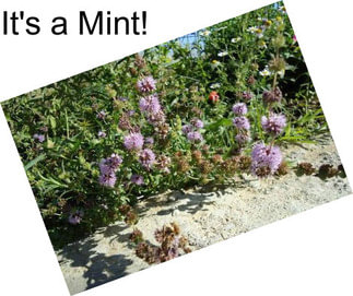 It\'s a Mint!