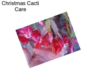 Christmas Cacti Care