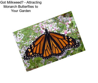 Got Milkweed? - Attracting Monarch Butterflies to Your Garden