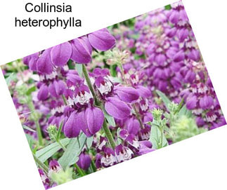 Collinsia heterophylla