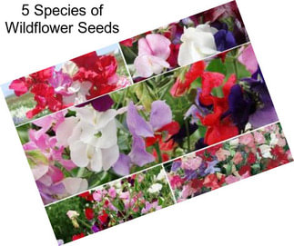 5 Species of Wildflower Seeds